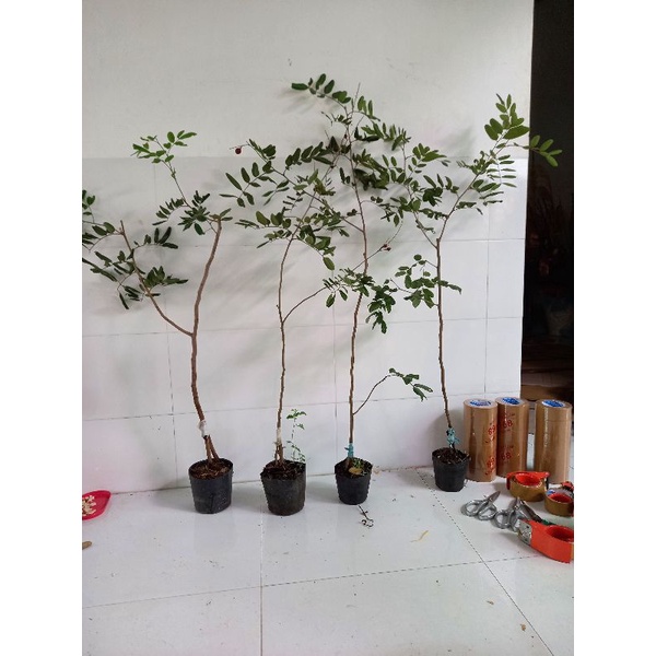 cây nhãn xuồng tím cao 1m