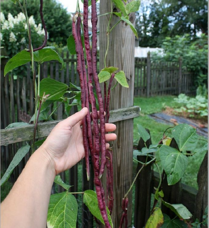 Combo of 2 Packs of Cowpea Seeds (1 Pack of Green and 1 Pack of Red)