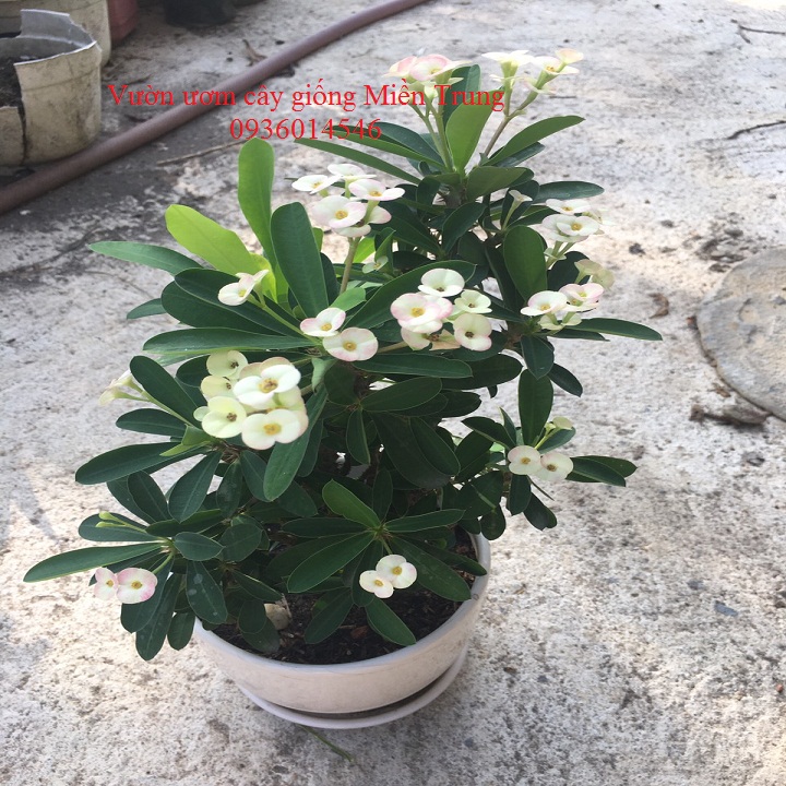 Cây hoa xương rồng bát tiên (chậu nhựa)