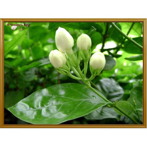 [HCM]Trà hoa nhài (hoa lài) nụ khô 300gram