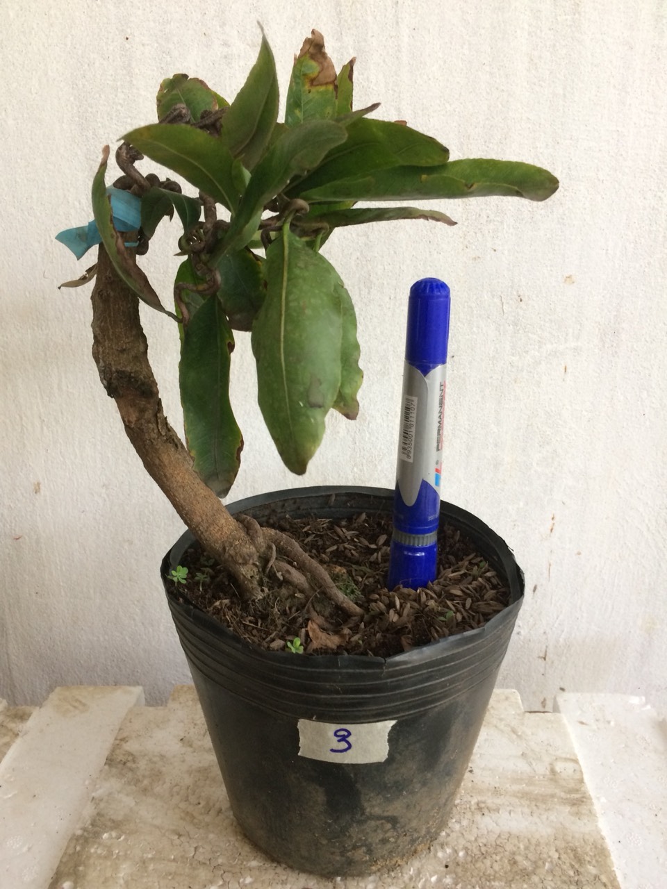 Mai Giảo tự xoắn