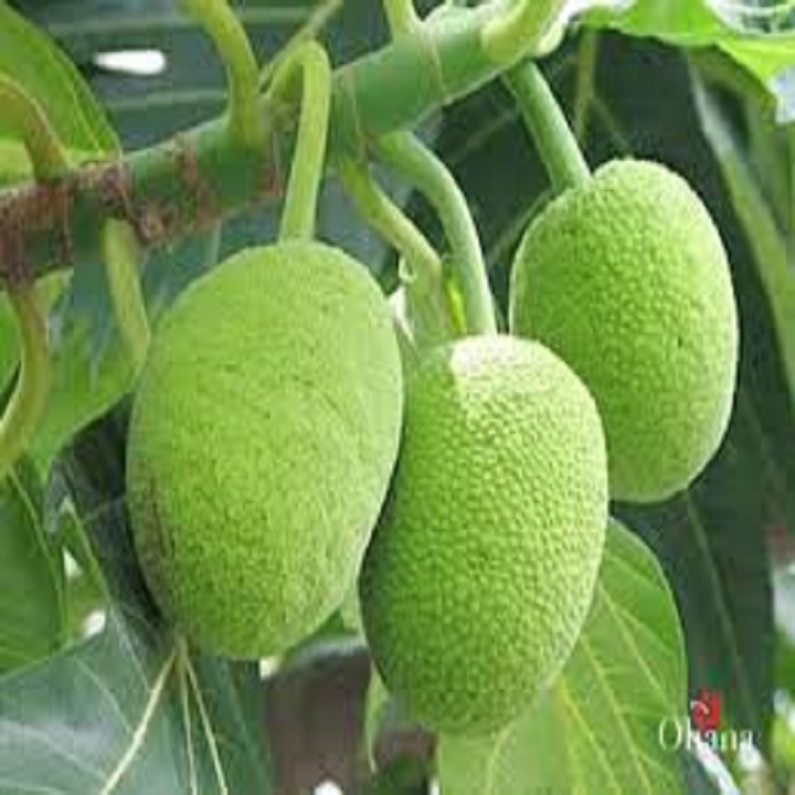 cây sa kê