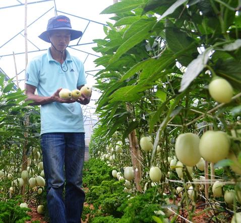 25 Hạt Hạt Giống Dưa Pepino (Solanum muricatum)
