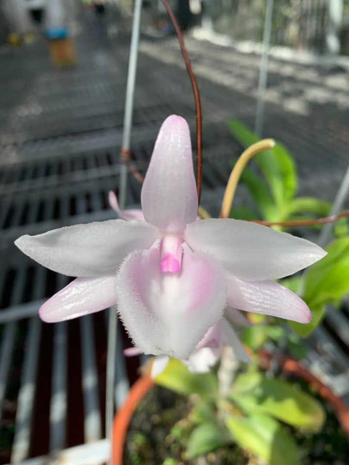 Phi Điệp Hồng Xoè hàng cây giống