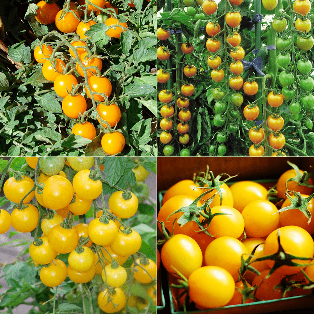 Hạt giống cà chua bi vàng