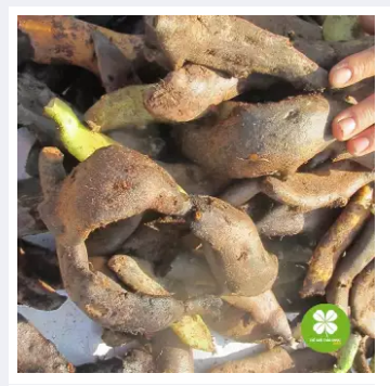 Tắc Kè Đá (cốt toái bổ) - 1KG - LV114
