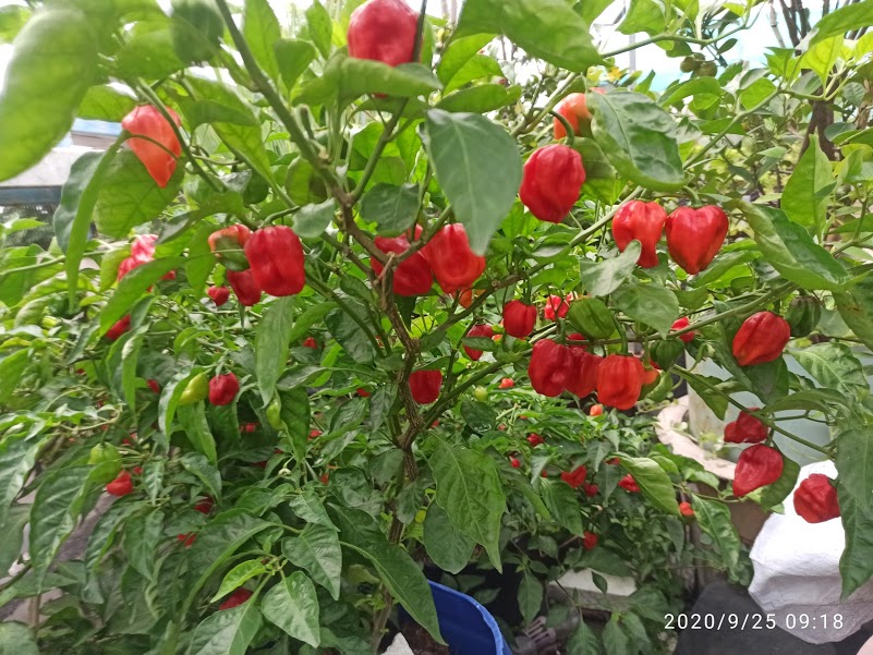 [HCM]hạt ớt HABANERO ĐỎ ( MỸ)