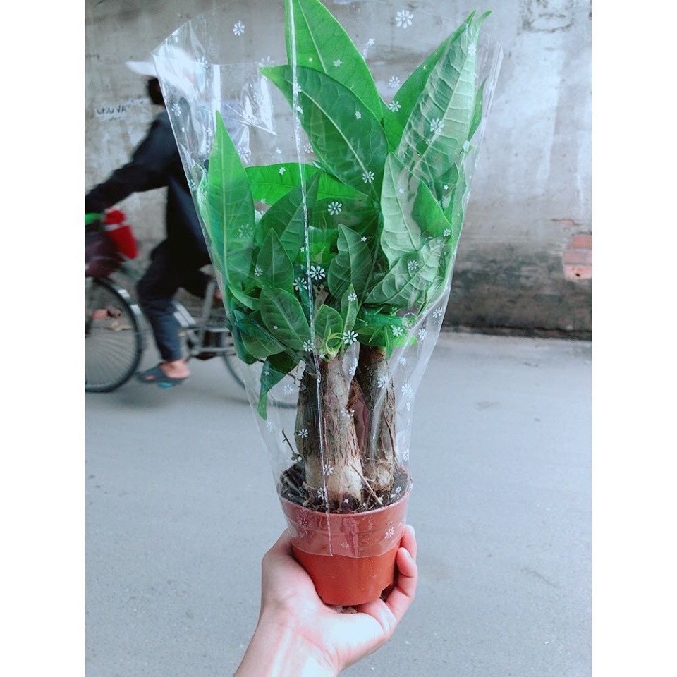Cây kim ngân 3 thân- Tam lộc [Phúc-Lộc-Thọ].