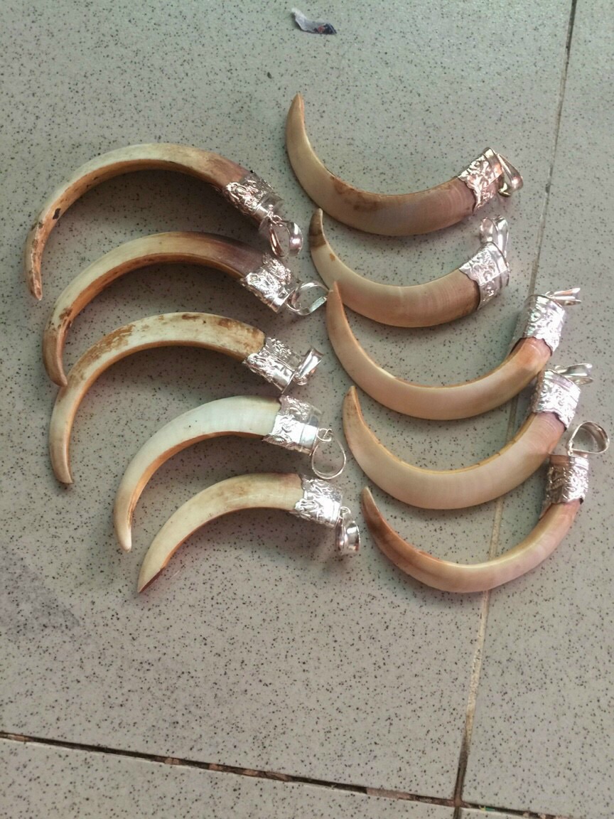 Mặt dây chuyền trang sức từ nanh heo