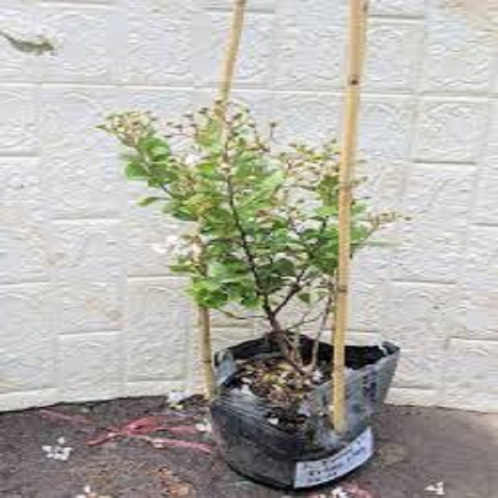 CÂY GIỐNG HOA TƯỜNG VY HUYẾT LONG