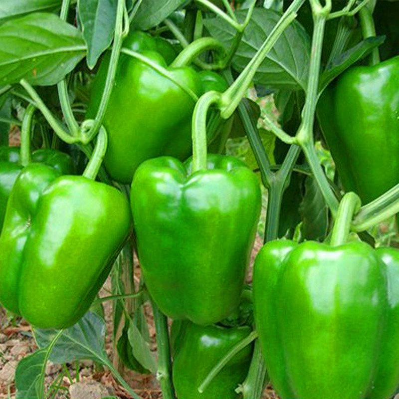 [ SP Mới Về] - Hạt giống ớt chuông  giá rẻ