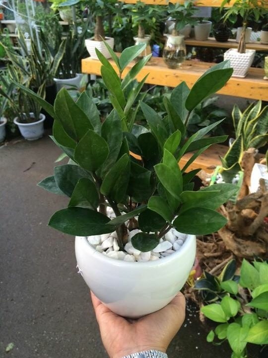 Cây kim tiền mini để bàn