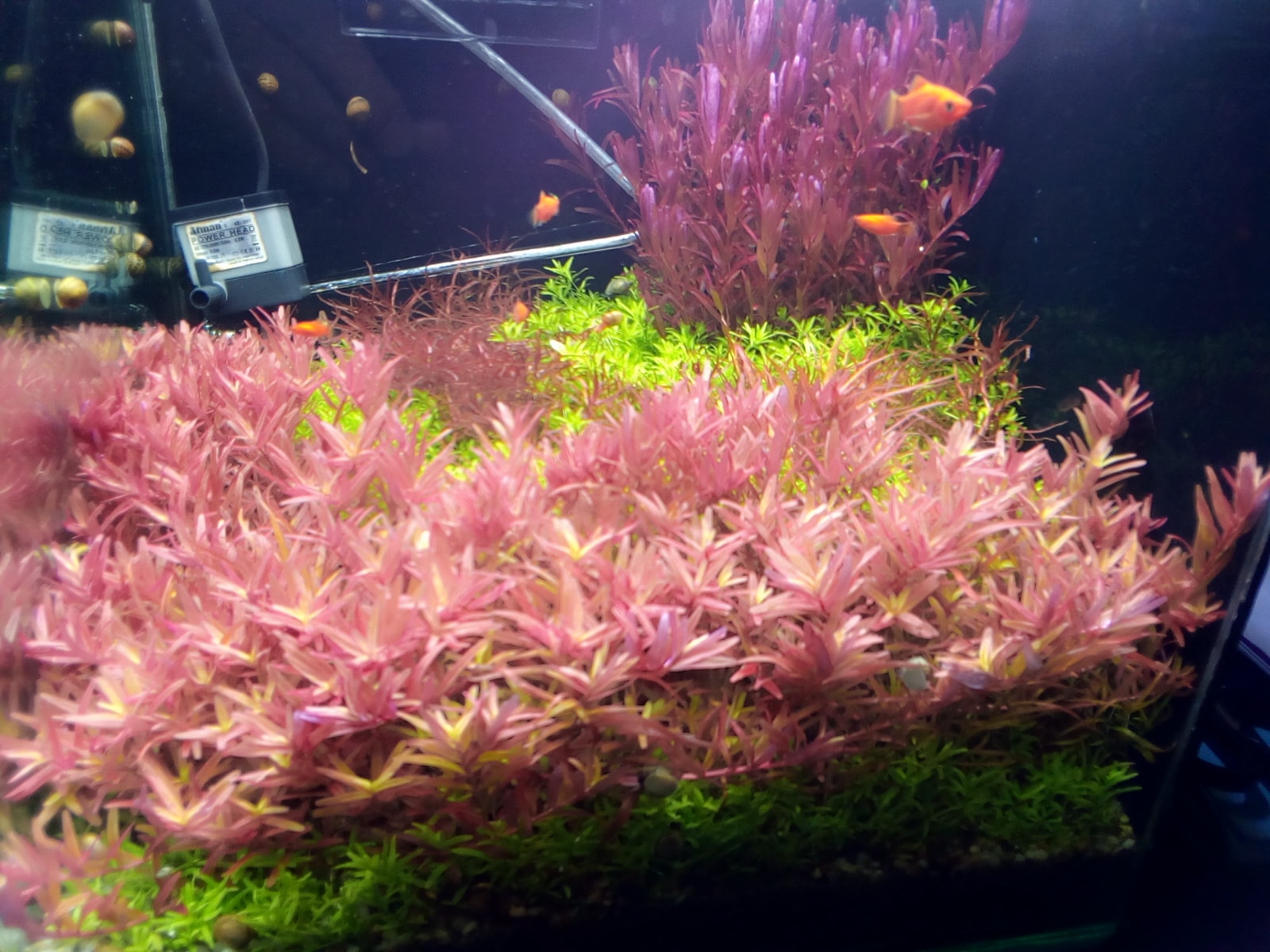 Cây Thuỷ Sinh Vảy ốc Hồng - Rotala Pink