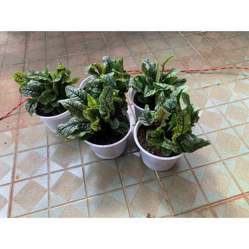 Cây Cải Chua Sorrel Gân Đỏ Jun Garden