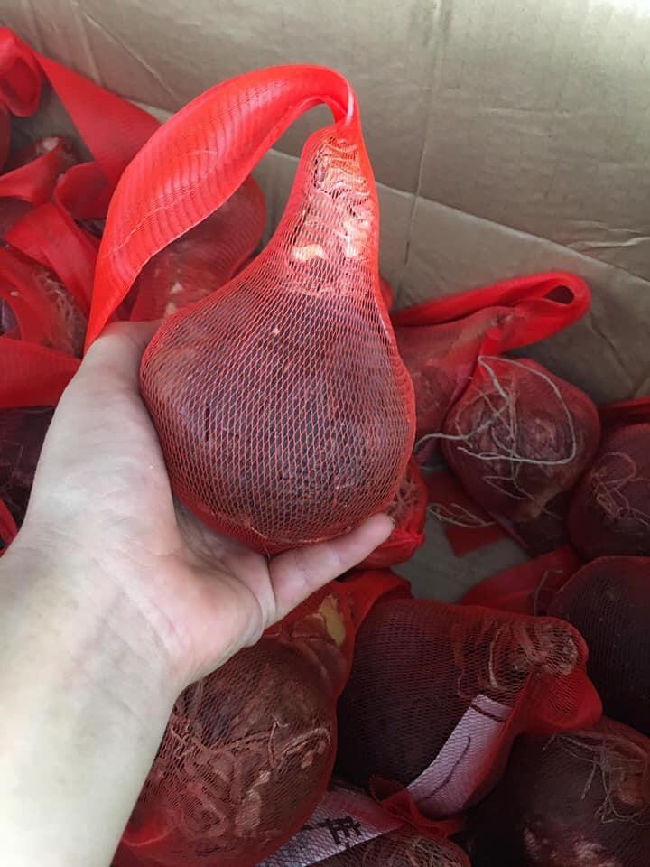 Củ giống hoa lan huệ kép nhập khẩu Hà Lan ( loại Chico )