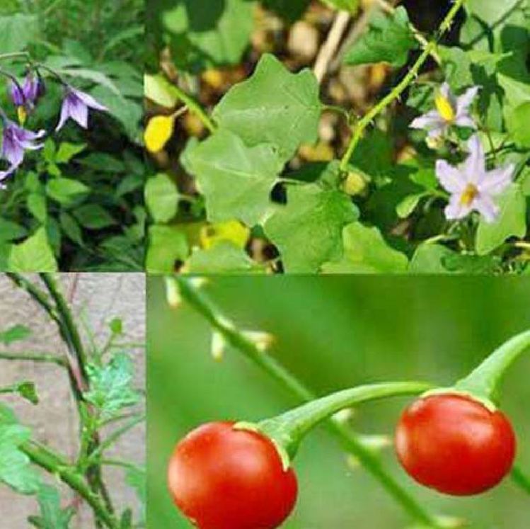 Hạt giống cà gai leo ( hạt cây dược liệu ) gói 50 hạt - VTNN2