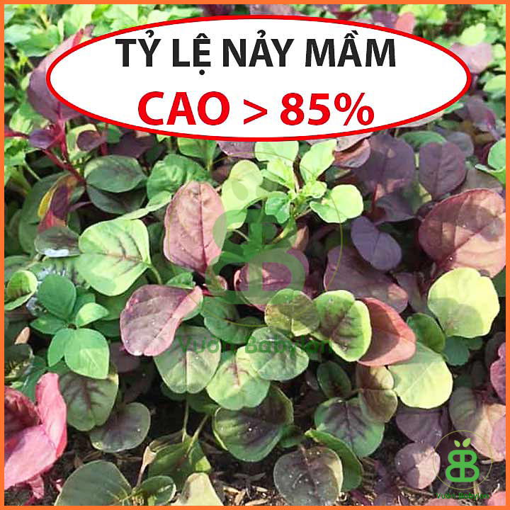 Hạt Giống Rau Dền 3 Màu Cao Sản 20GR
