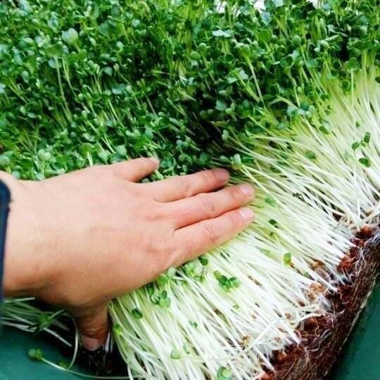Viên Nén Đất Hữu Cơ Trồng Rau, Trồng Cây