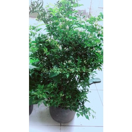 Cây Nguyệt Quế Lớn Hàng Đẹp