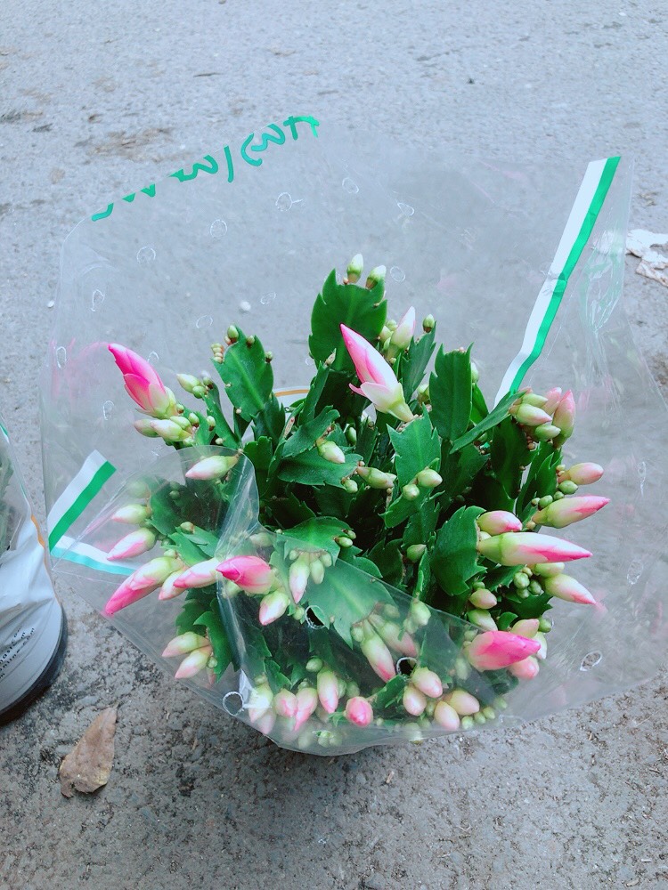 Bụi Hoa Quỳnh
