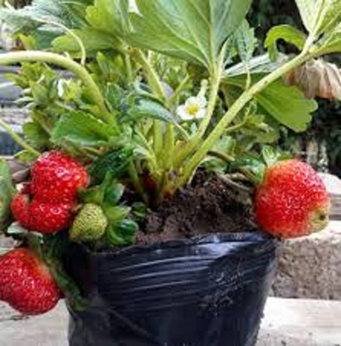 cây DÂU TÂY giống siêu quả, ngọt mát thơm