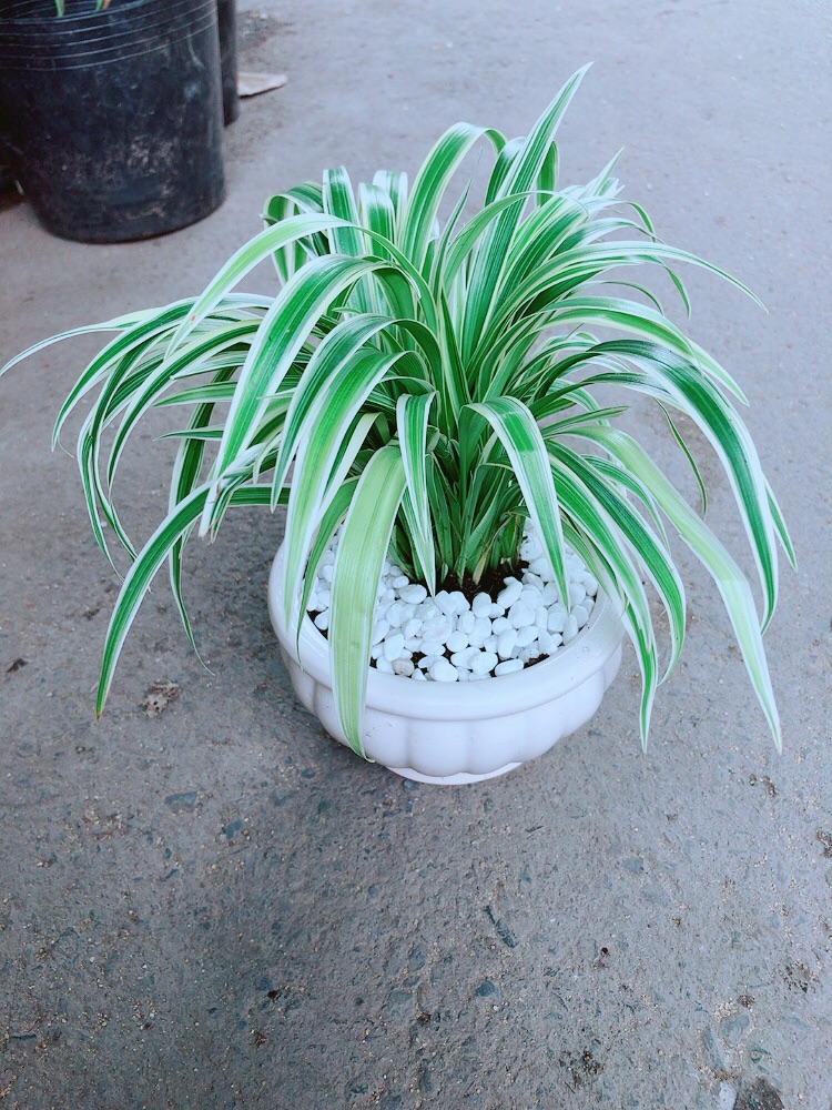 Chậu Lan Chi