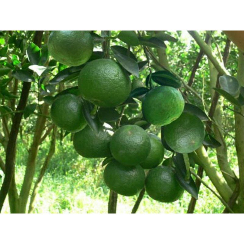 Giá Gốc - 5 cây cam sành