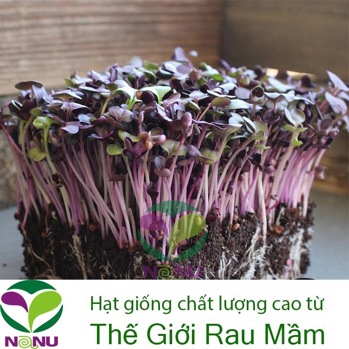 Gói 100g Hạt Giống Rau Mầm Cải Tím Malady - Thế Giới Rau Mầm