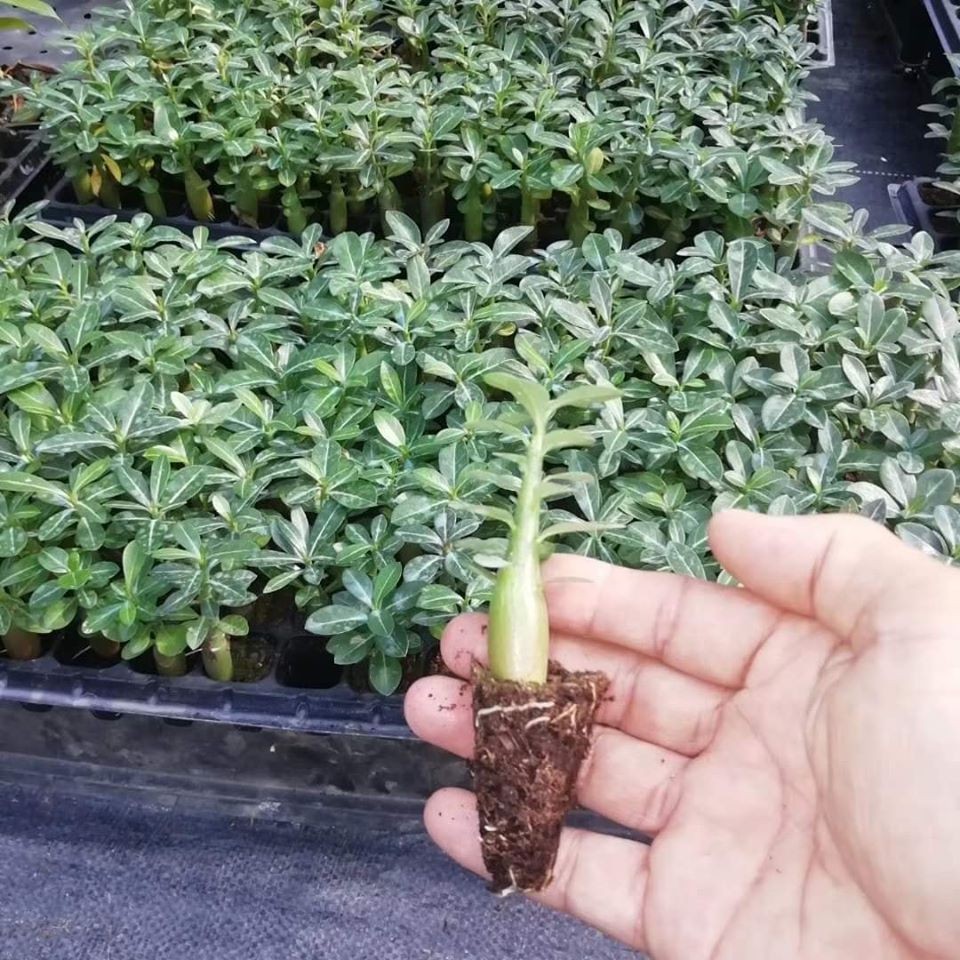 Cây con sứ thái kép Thái Lan - 1 cây