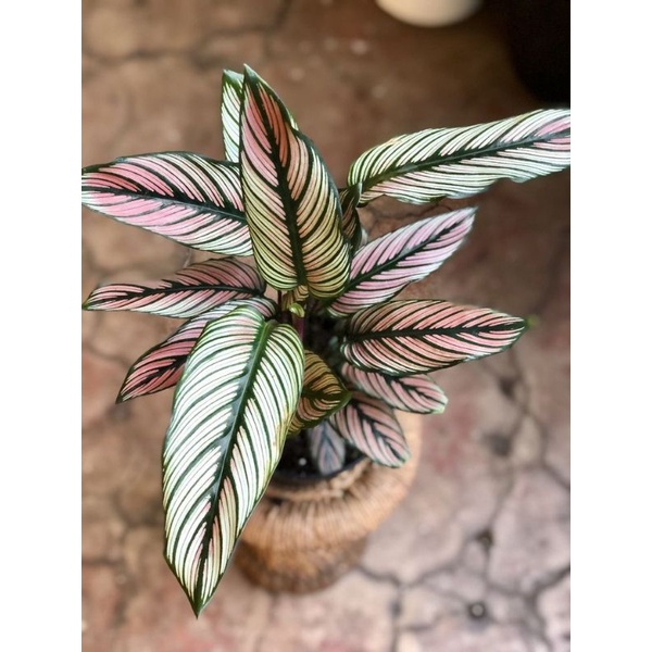 Đuôi công calathea White star- chậu trung