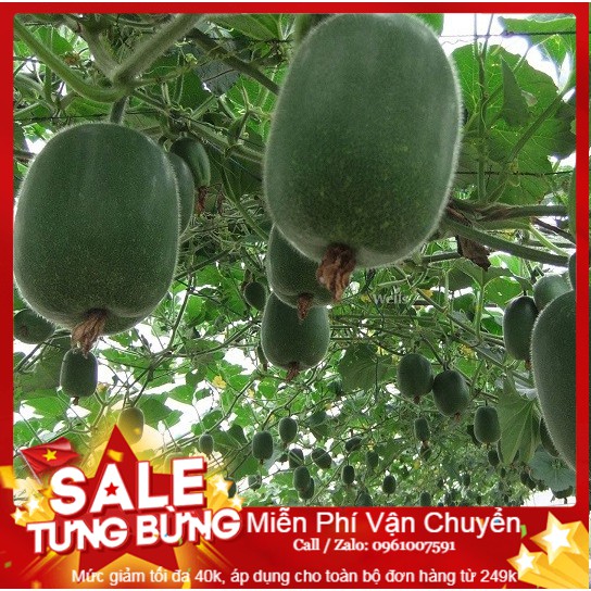 Hạt giống bí xanh đài loan - 10 hạt