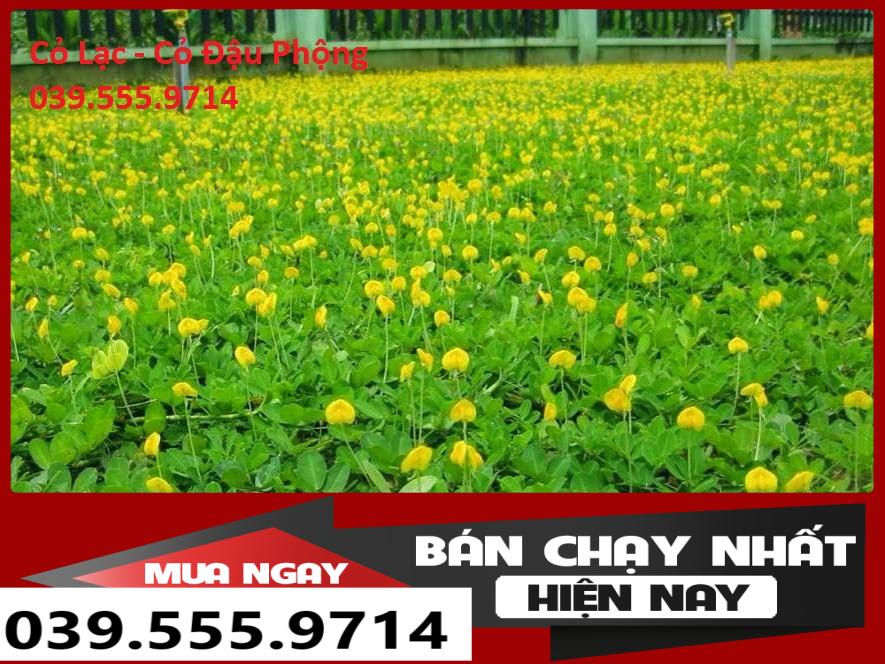 Hạt Cỏ Lạc ( Cỏ Đậu Phộng) 300 Hạt - Cỏ Thảm Sân Vườn