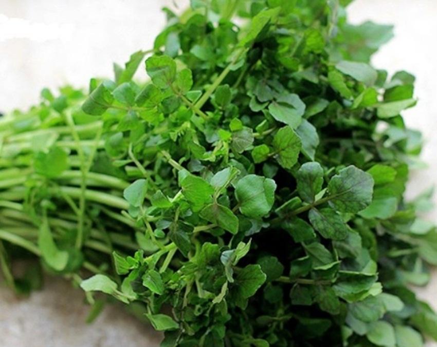 Hạt giống Xà Lách XOONG MỸ