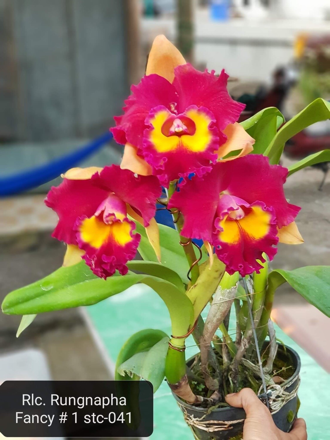 Hoa lan Cattleya Rungnapha