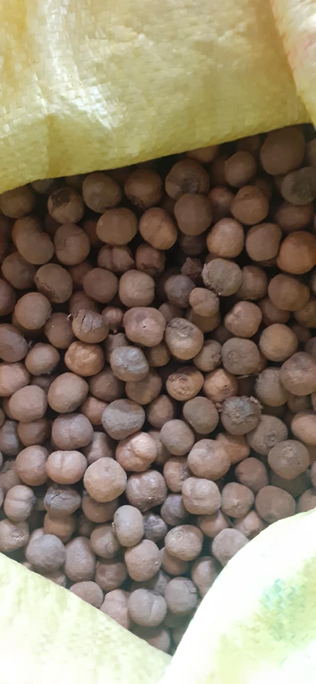 Hạt tếch giống