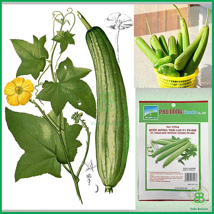 Hạt Giống Mướp Hương Thái Lan Siêu Dài
