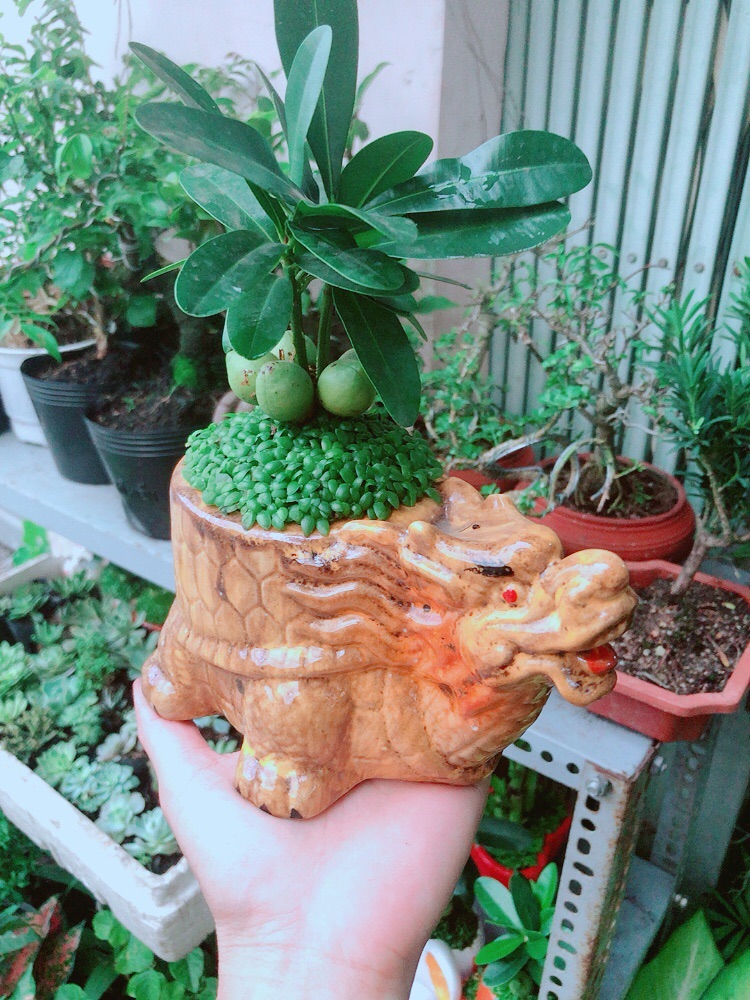 Chậu Cây May Mắn Tài Lộc