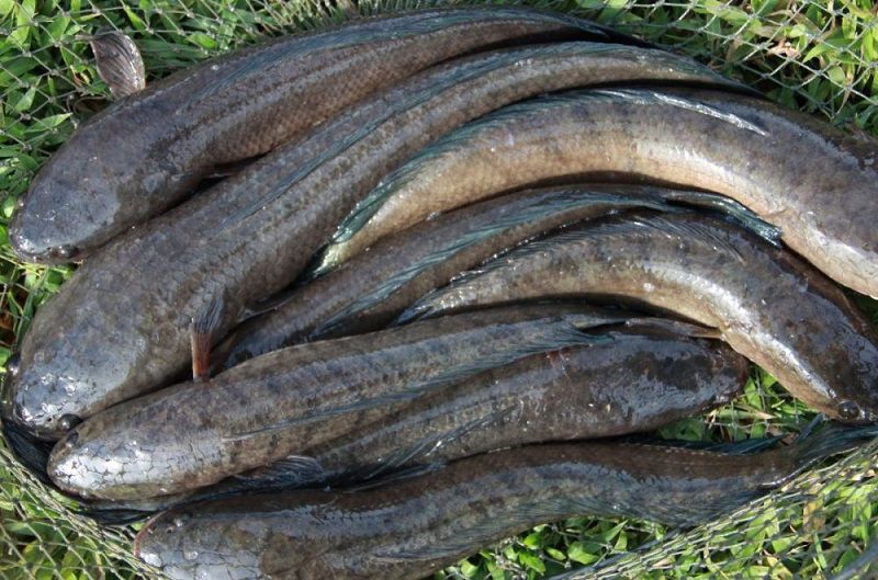[HCM][SIÊU NHẠY-MÀU ĐẶC BIỆT] Mồi câu lure mồi giả câu cá giả
