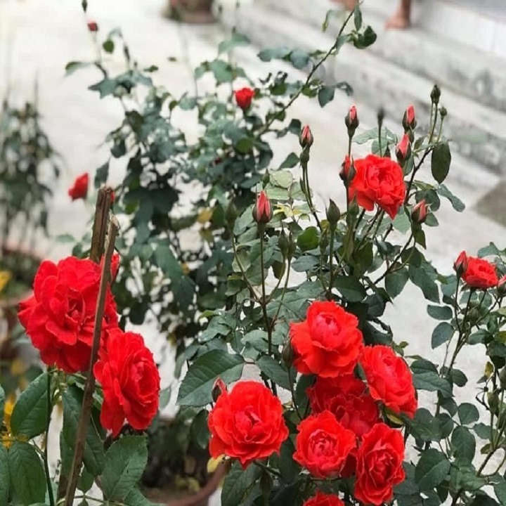 CHẬU HOA HỒNG TỐ NỮ, CÂY ĐANG NỤ
