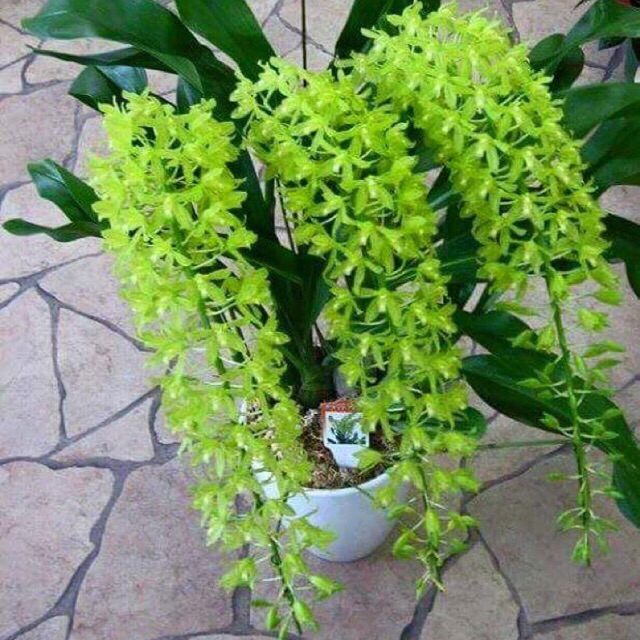Lan Hoàng hậu cây trưởng thành