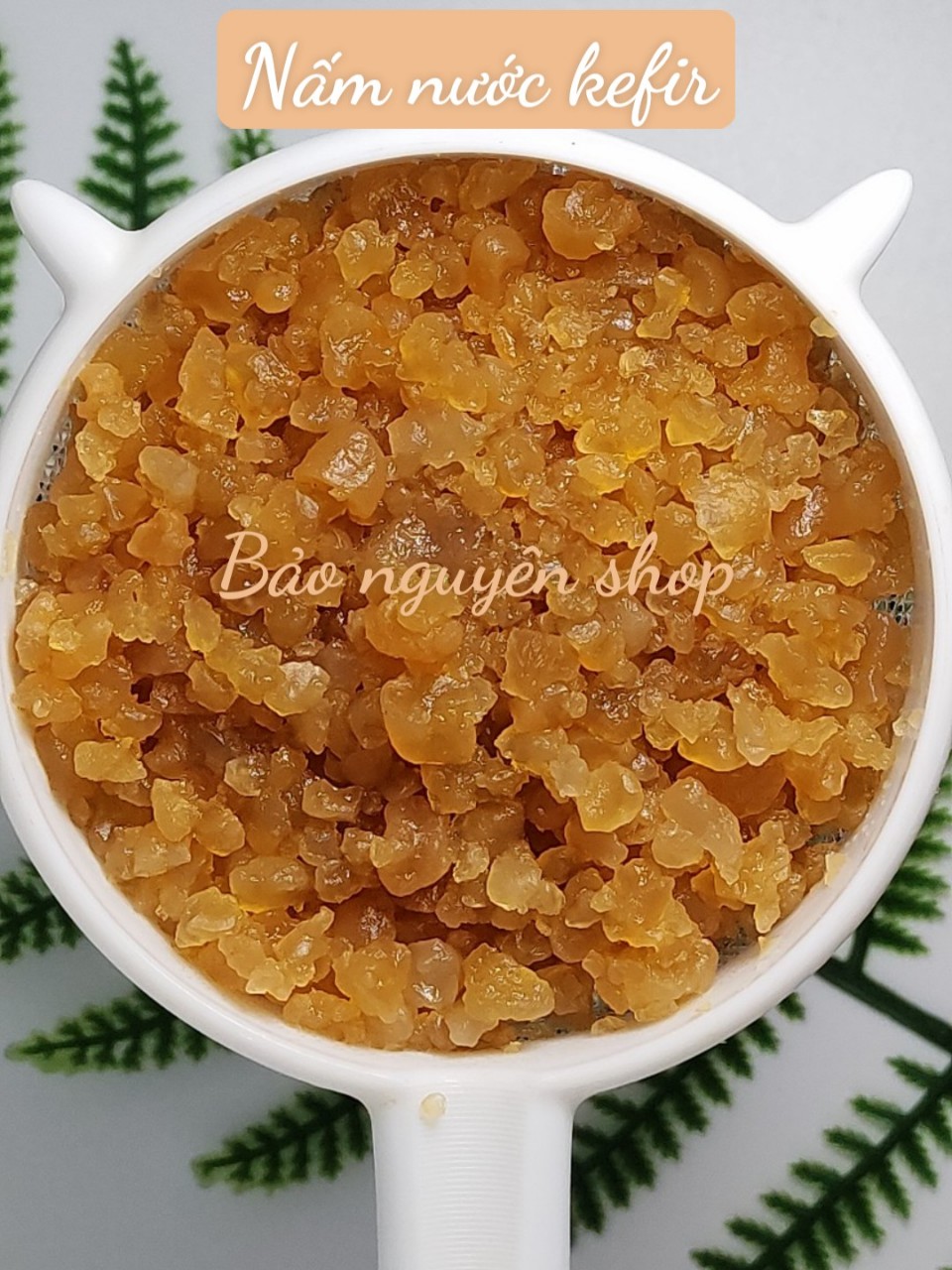 Nấm nước kefir 20g - nấm to