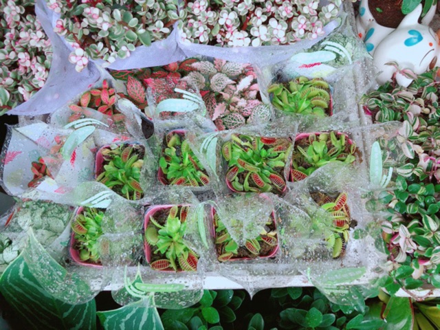 Cây Bẫy Kẹp Bắt Côn Trùng