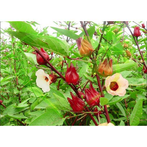 Hạt cây giấm, hoa atiso đỏ - gói 2 gram