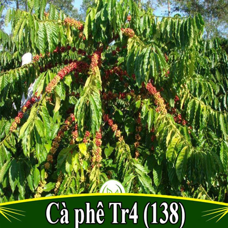 Cây cà phê vối tr4 _trung tâm cây giống eakmat tây nguyên