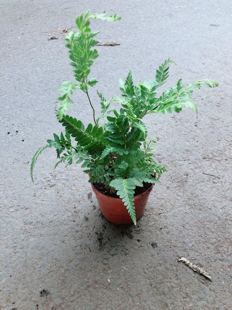 Cây Dương Sỉ