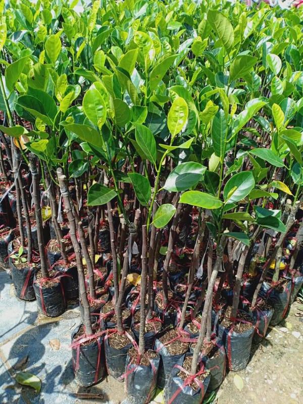 Cây giống Mít Ruột Đỏ sơ đỏ GFHGFH