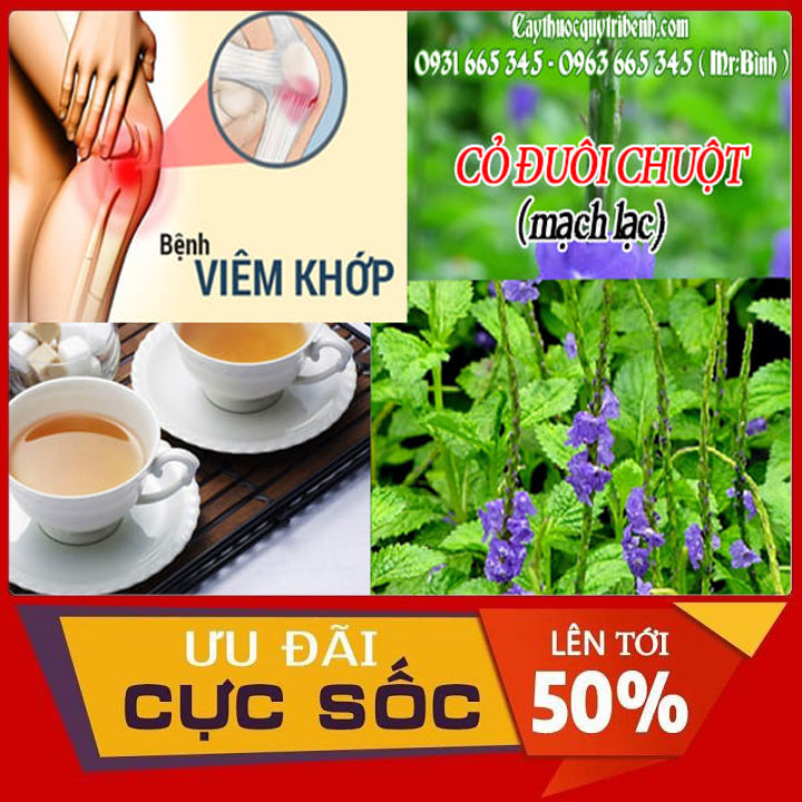 Cây Cỏ Đuôi Chuột ( Cây Mạch Lạc ) 100g Hàng Cao Cấp - Thảo Dược Thanh Bình