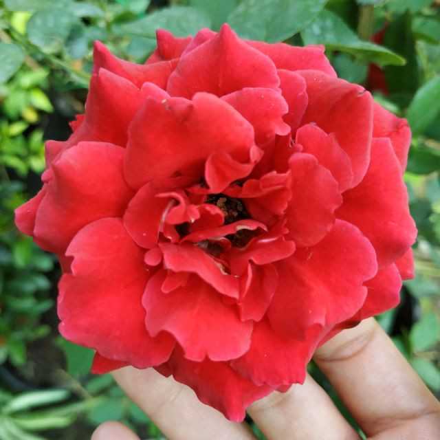 [HCM][Cây giống hoa] Hồng Cổ Hải Phòng (hồng leo) chậu C9 - CayGiongTot