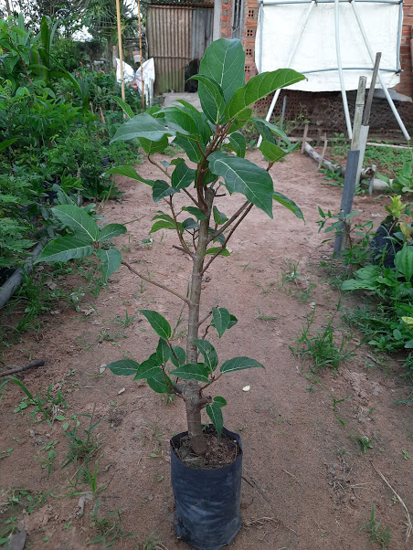Cây sung chiều cao khoảng 80cm