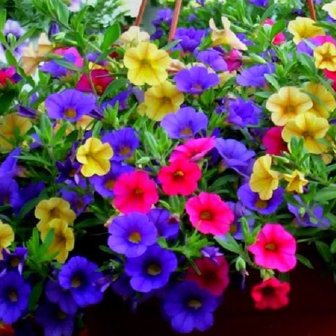 Hạt giống hoa triệu chuông-100 hạt